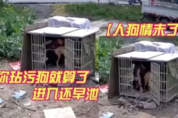 人狗情未了监控视频流出你玷污狗就算了进入还早泄 全集
