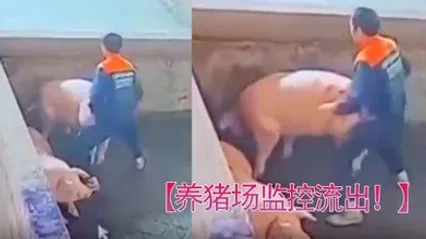 养猪场监控流出只要有洞就可以草 全集