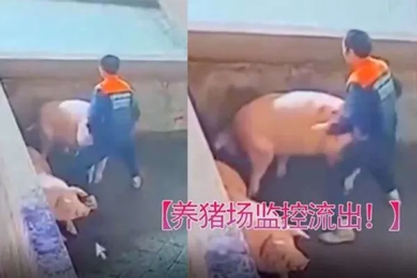 养猪场监控流出只要有洞就可以草 全集